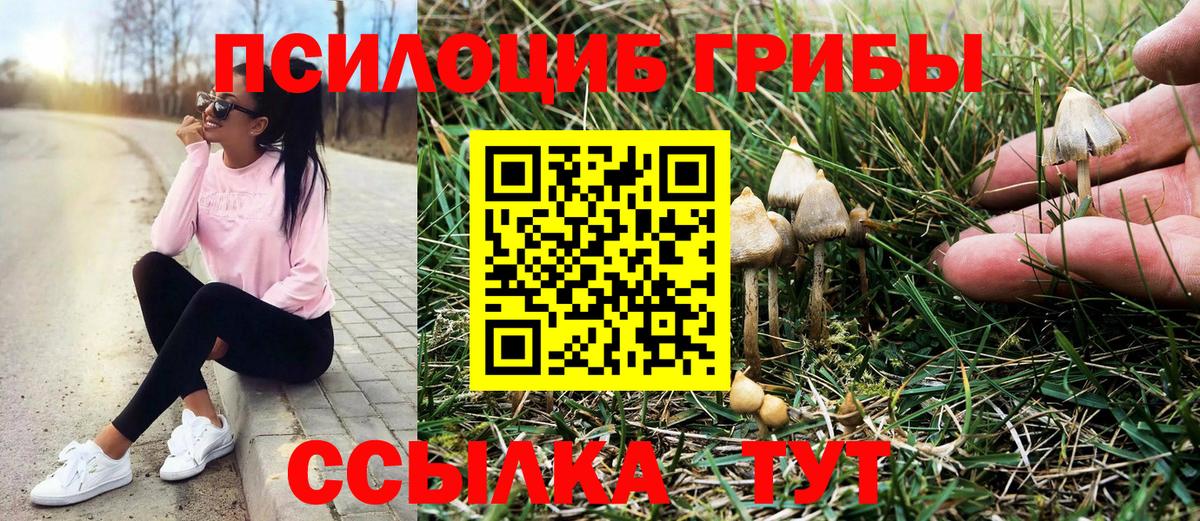 Псилоцибиновые грибы Psilocybe Егорьевск